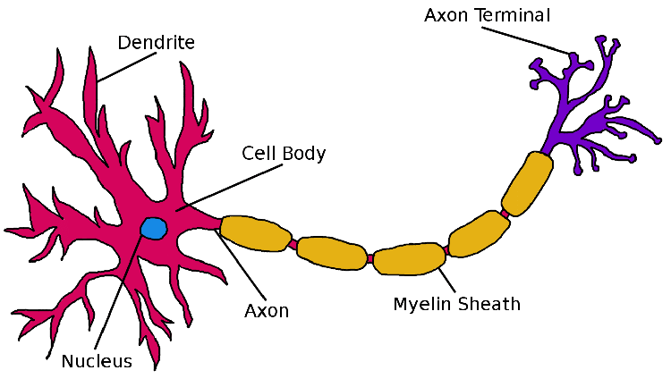 Roettger, Diana. (2012). Reconstruction and Visualization of Neuronal Pathways with Applications in Neuroscience.